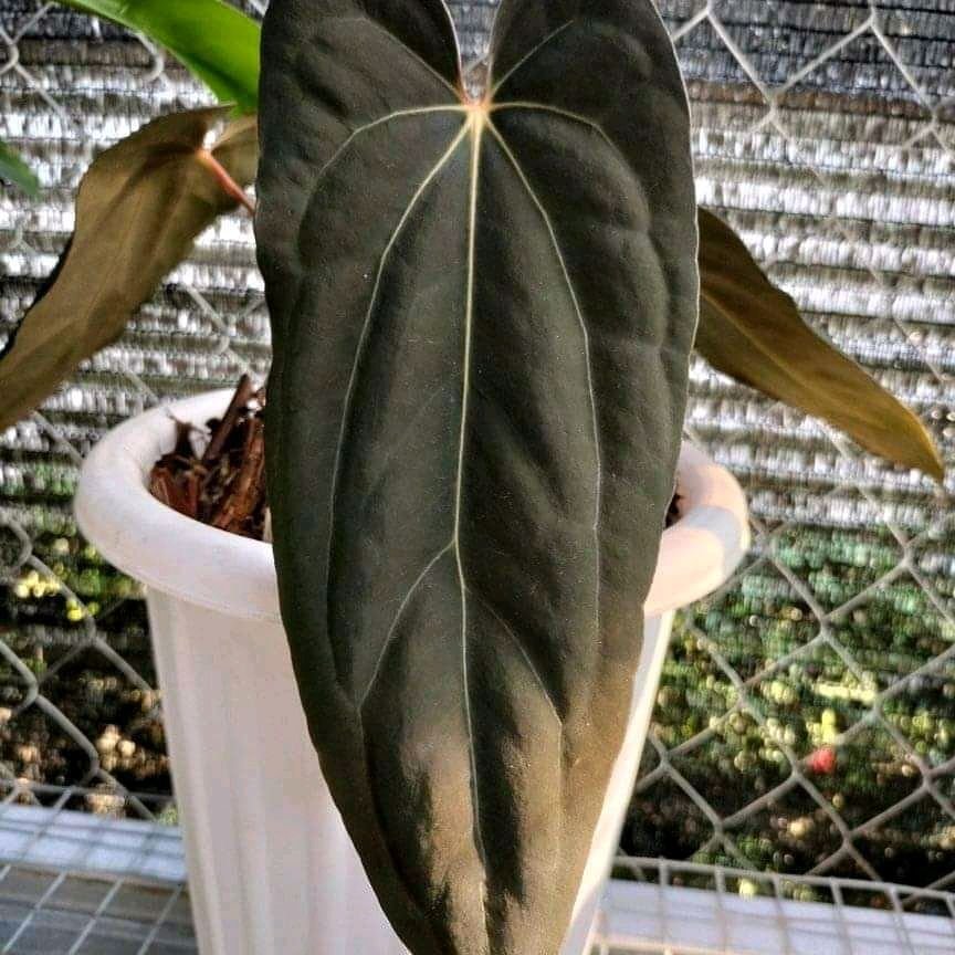 Anthurium blue papilaminum